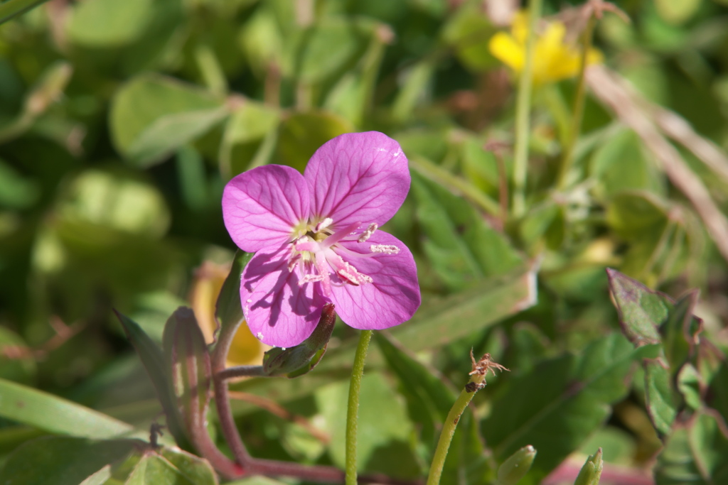 アカバナユウゲショウ