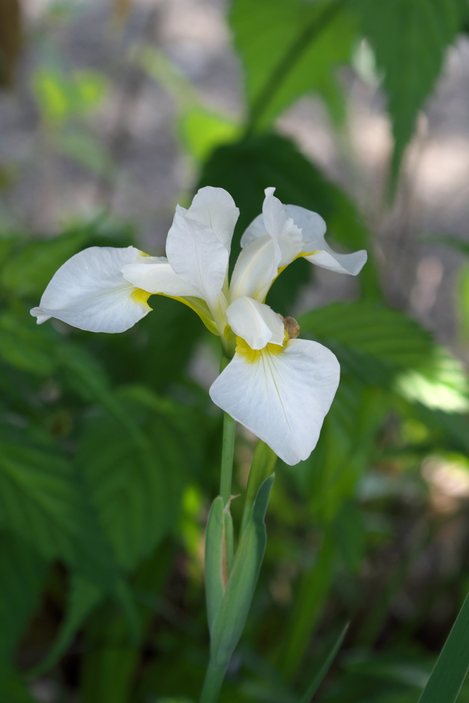 白花三寸アヤメ