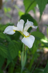 白花三寸アヤメ