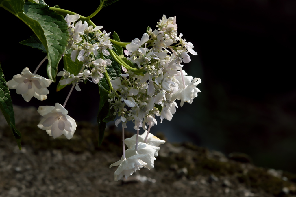 紫陽花