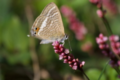 ウラナミシジミ