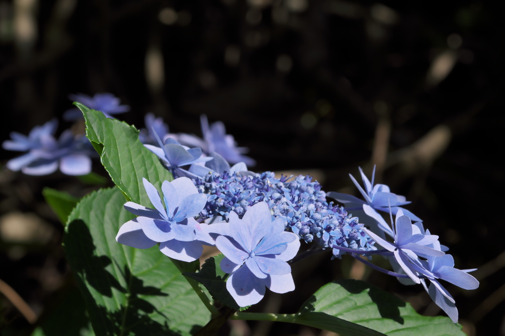 紫陽花ｰ1
