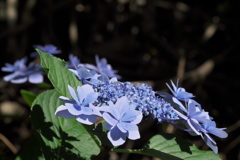 紫陽花ｰ1