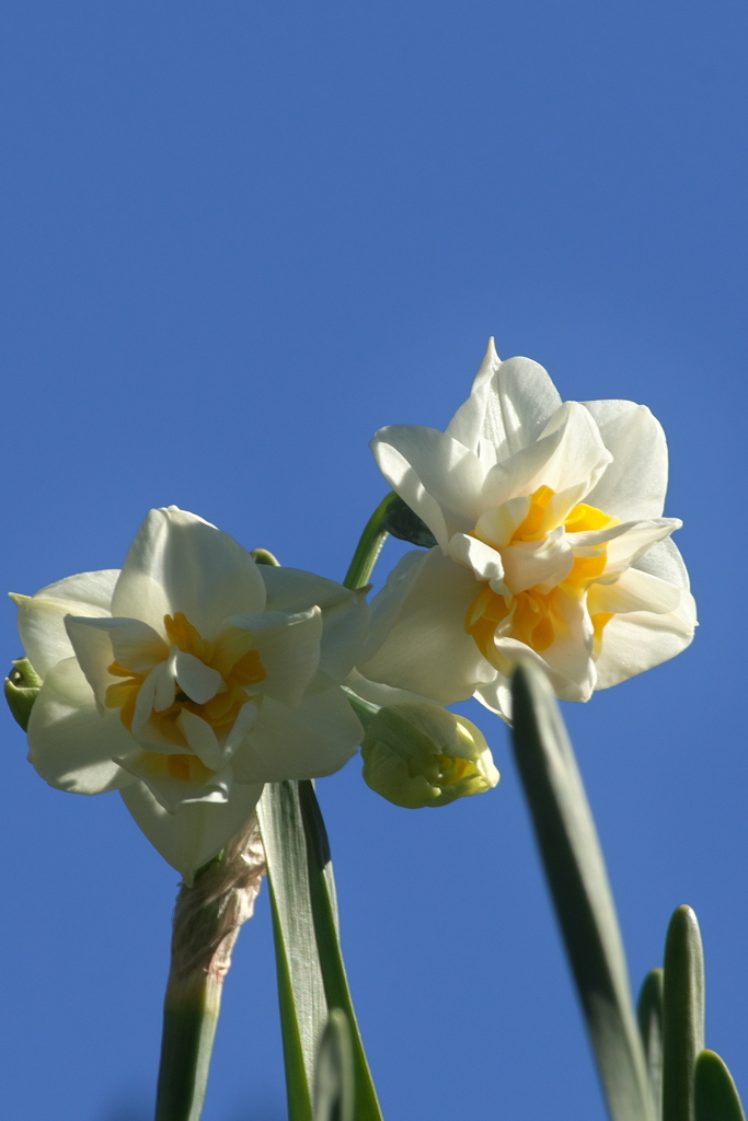 水仙ｰ2