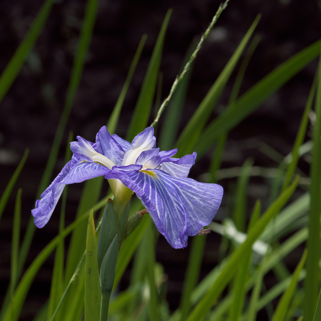 花菖蒲