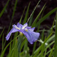 花菖蒲