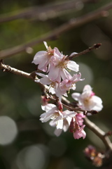十月桜
