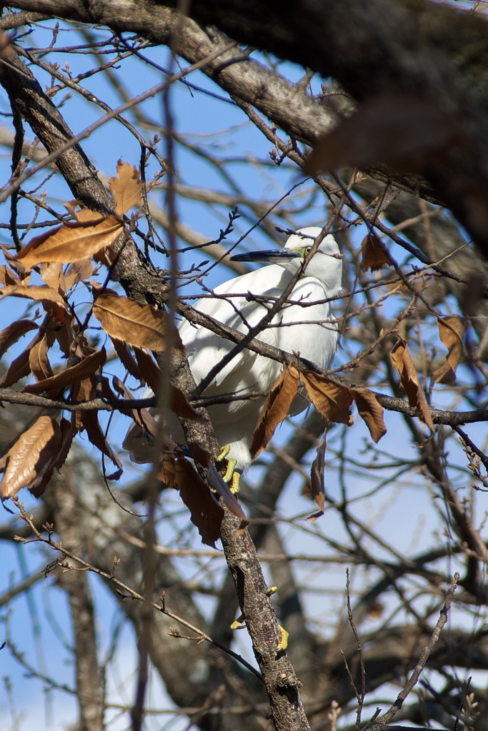 木の上に逃げたコサギ