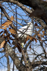 木の上に逃げたコサギ