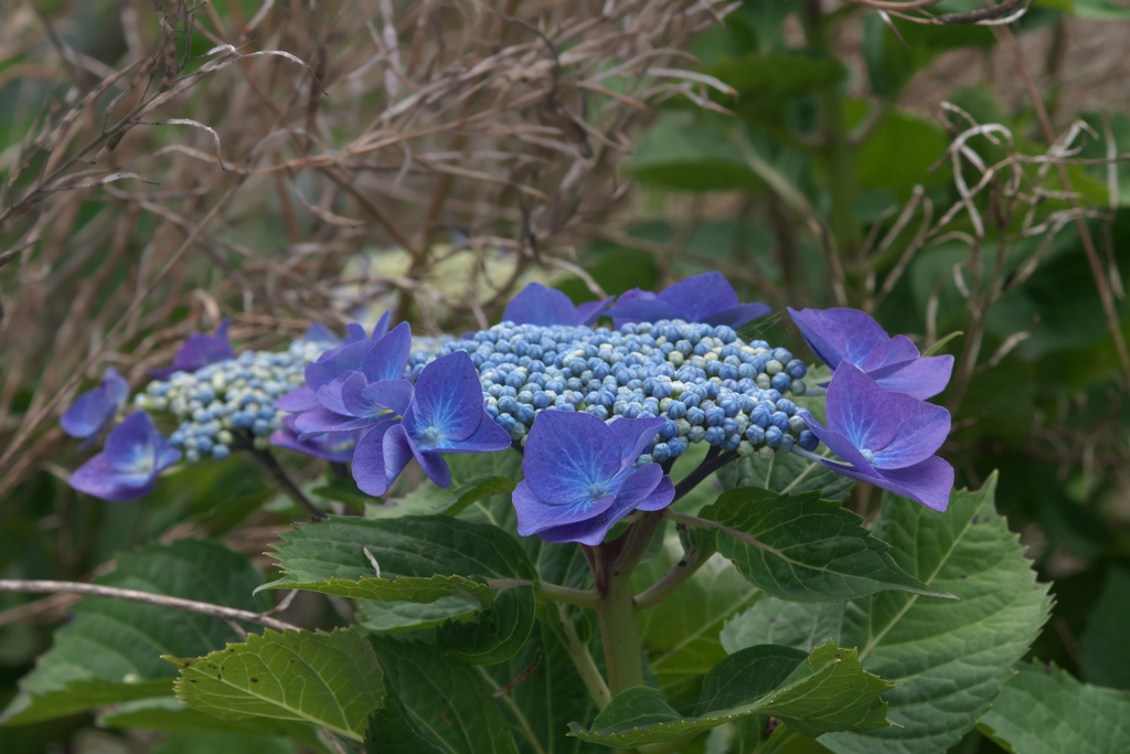 紫陽花ｰ6
