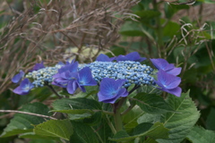 紫陽花ｰ6