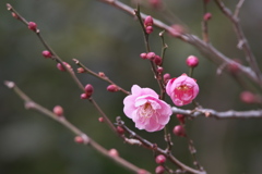 道端の紅梅