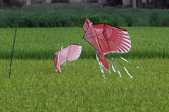 鳥追いカイト鷹