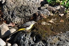 キセキレイｰ２