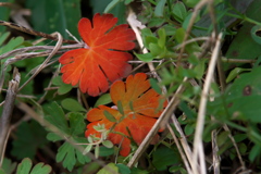アメリカフウロの草紅葉
