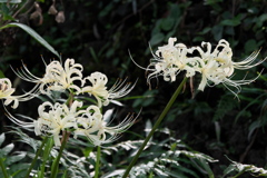 白花彼岸花