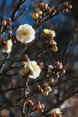 梅花