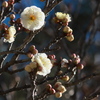 梅花