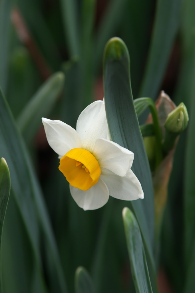 ニホンスイセン