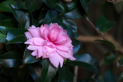山茶花