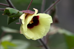 綿の花