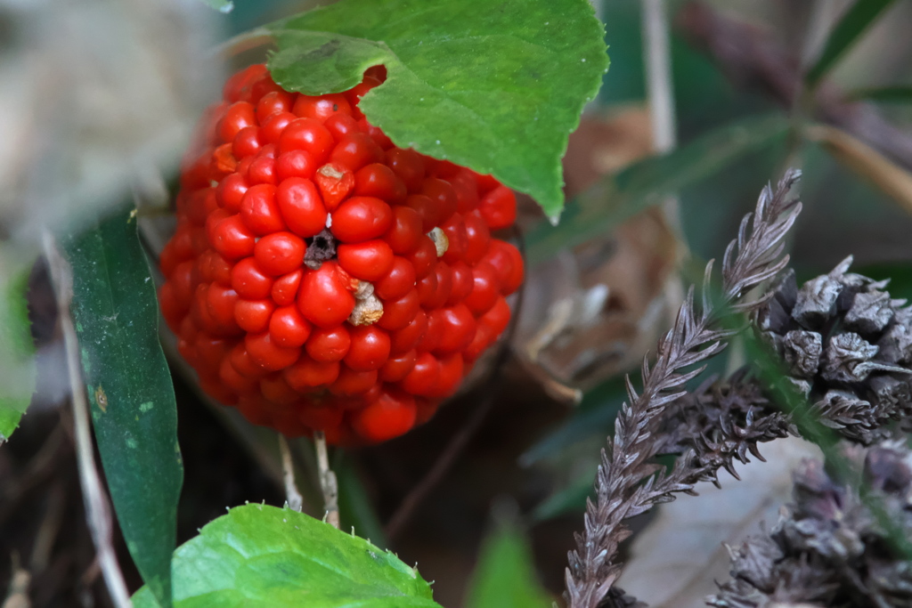 ムサシアブミの実？