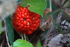 ムサシアブミの実？