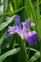 花菖蒲