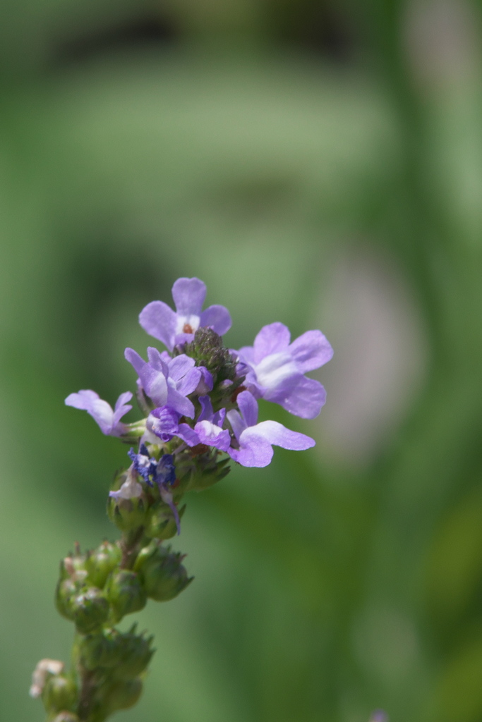 マツバウンランの花後