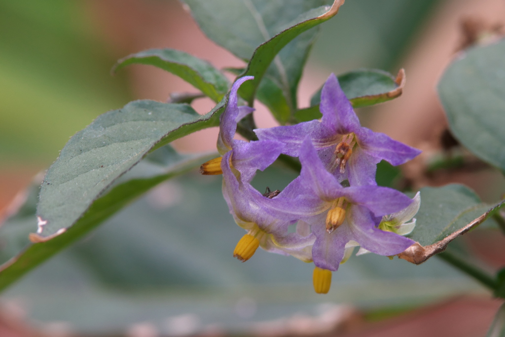 まだ元気なワルナスビ