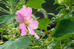 芙蓉