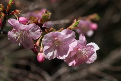 河津桜
