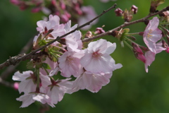 御殿場桜