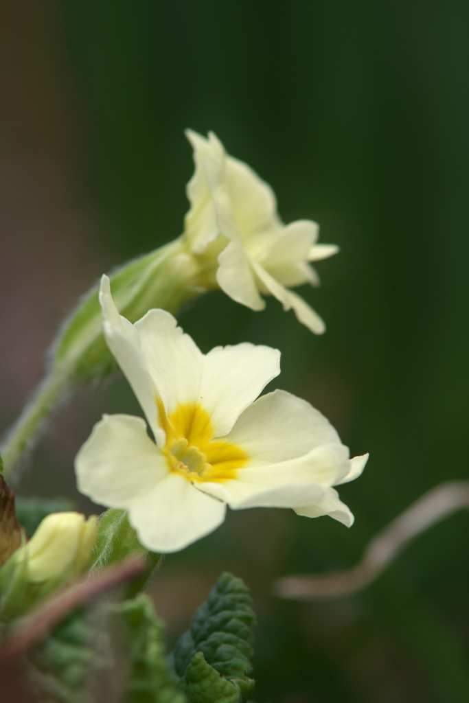 プリムラ・ポリアンサ