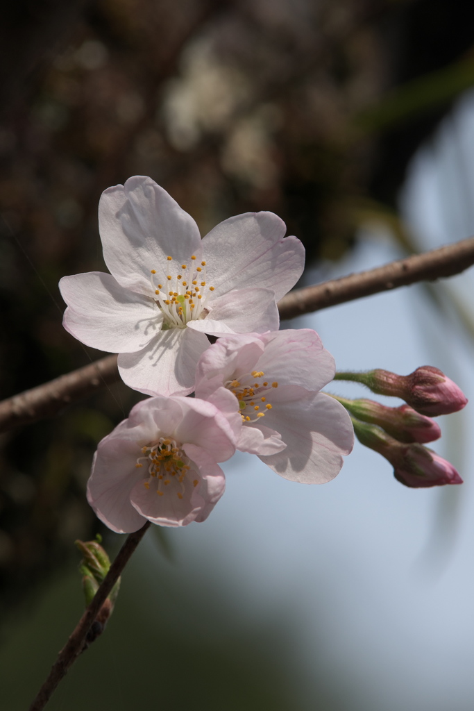 桜
