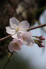 桜