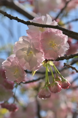 八重桜