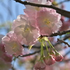 八重桜