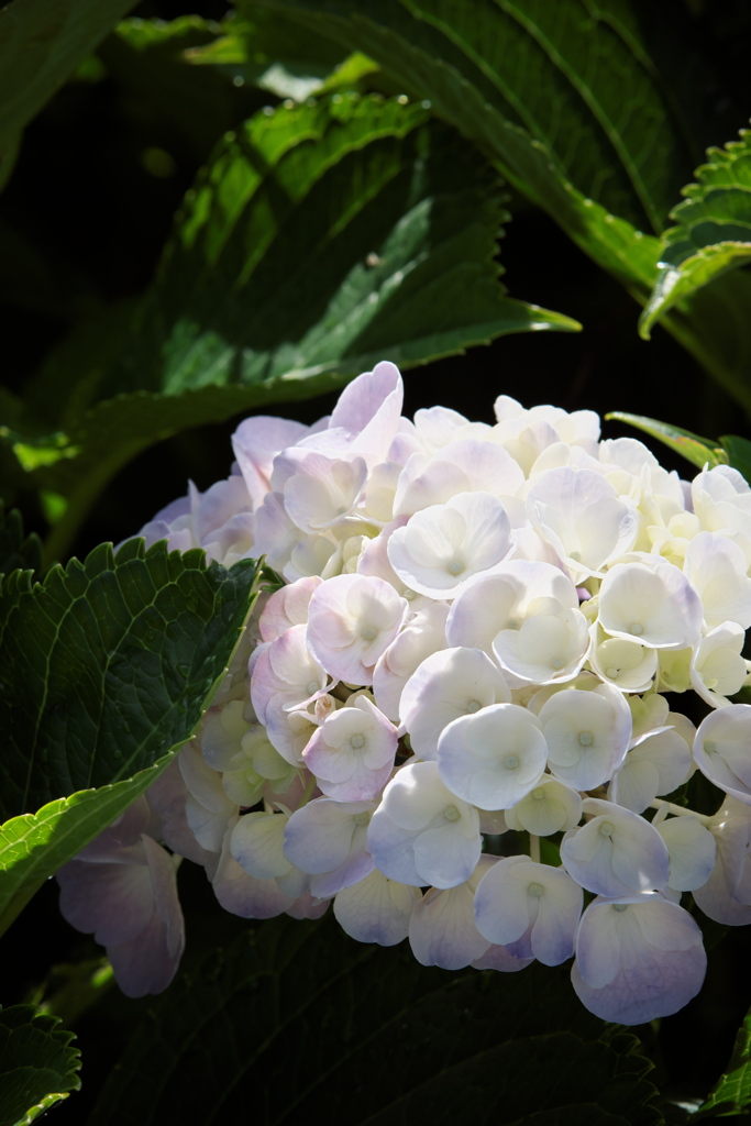 紫陽花