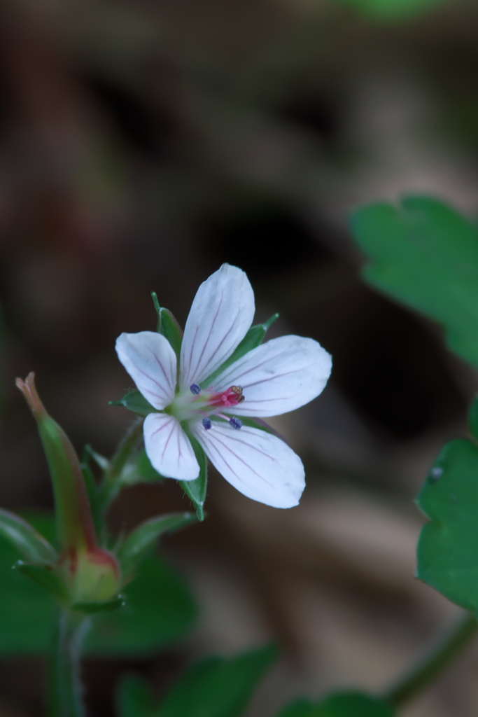 ゲンノショウコ