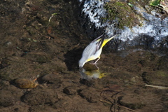 キセキレイｰ１