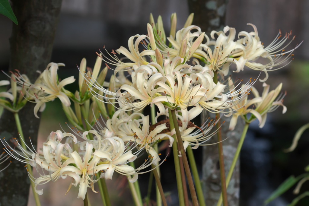 白花彼岸花