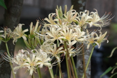 白花彼岸花