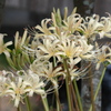 白花彼岸花