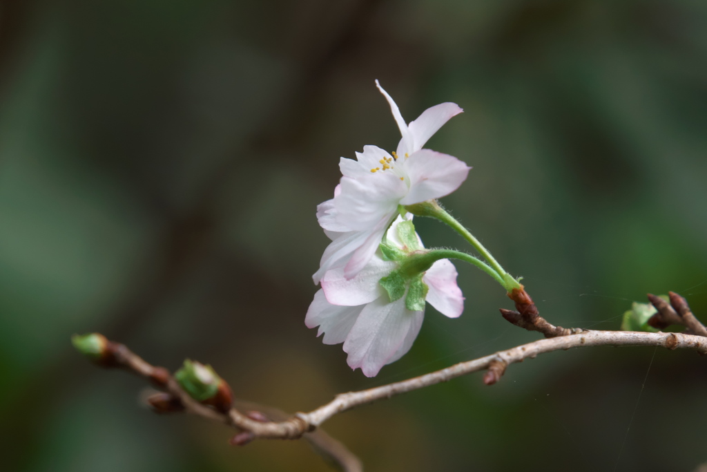 ジュウガツザクラ