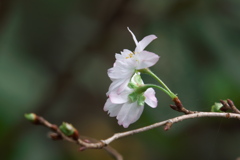 ジュウガツザクラ