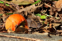 クロコノマチョウ
