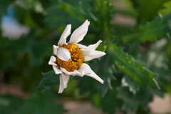 ノースポールｰ1