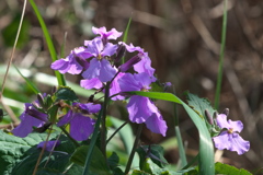 ムラサキハナナ