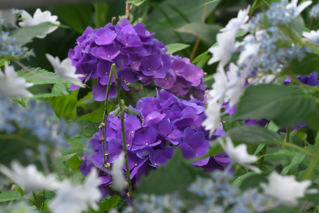 紫陽花